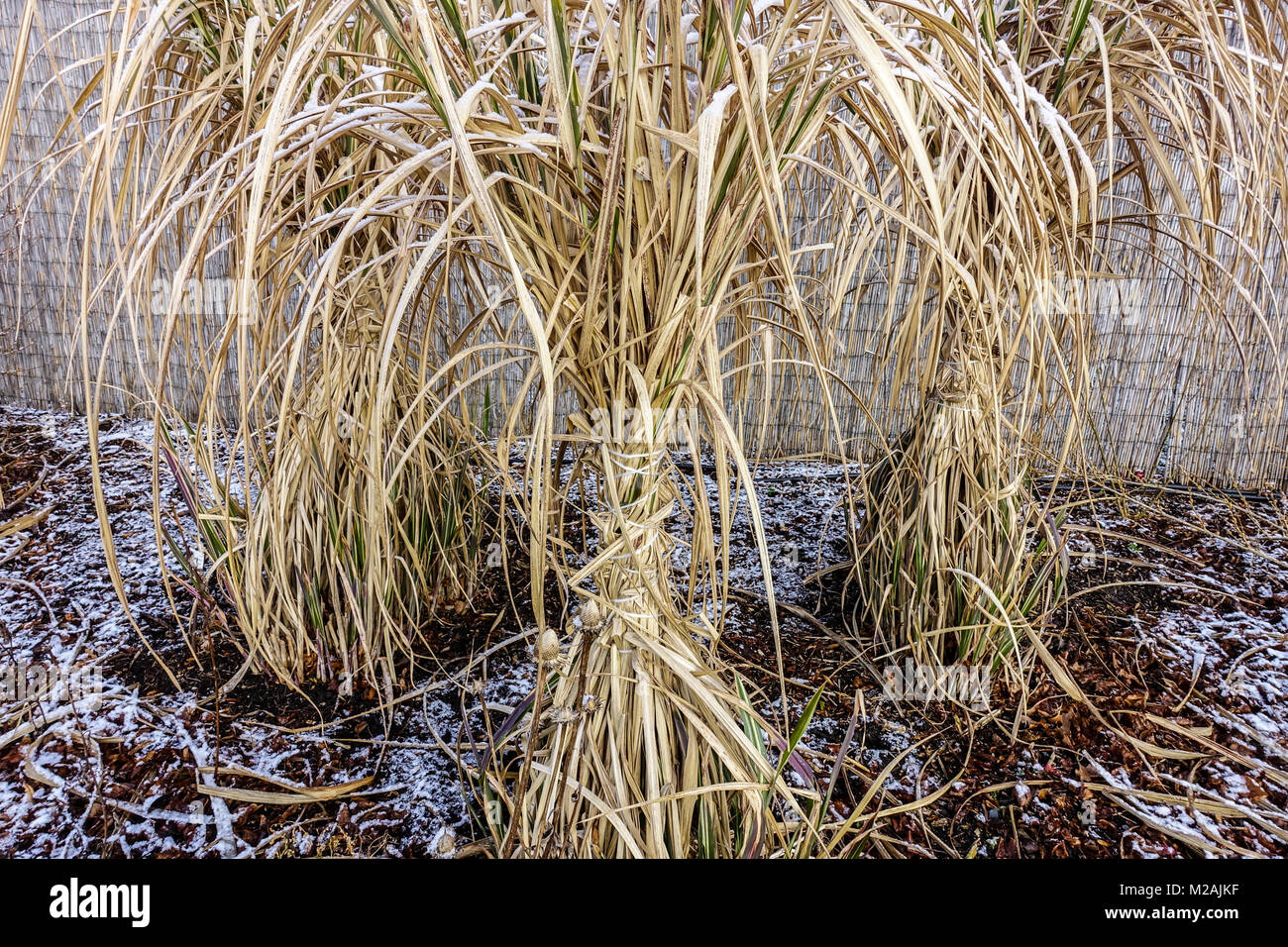 L'argent chinois, Miscanthus graminées les graminées dans le jardin d'hiver Banque D'Images