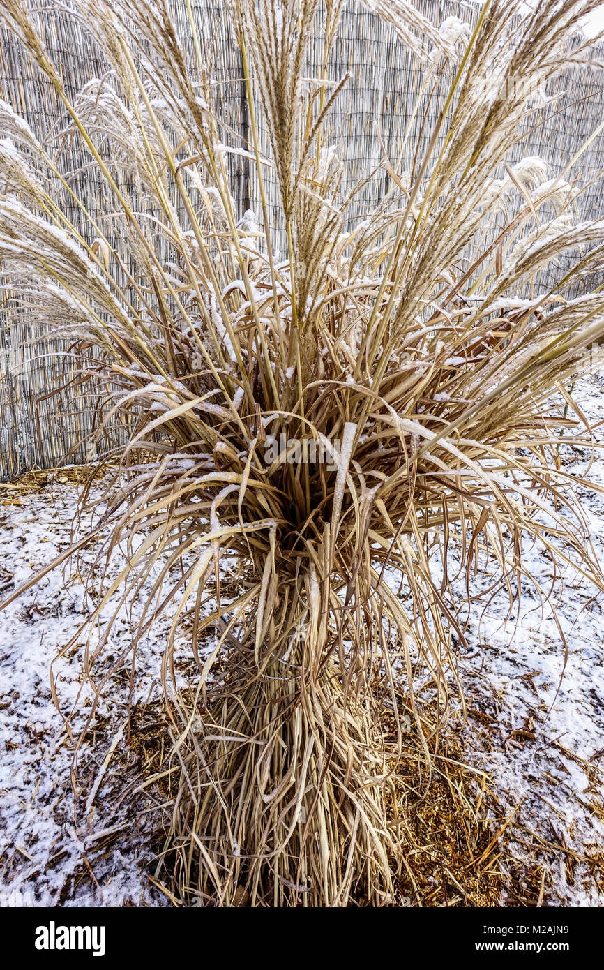 L'argent chinois, Miscanthus graminées les graminées dans le jardin d'hiver Banque D'Images