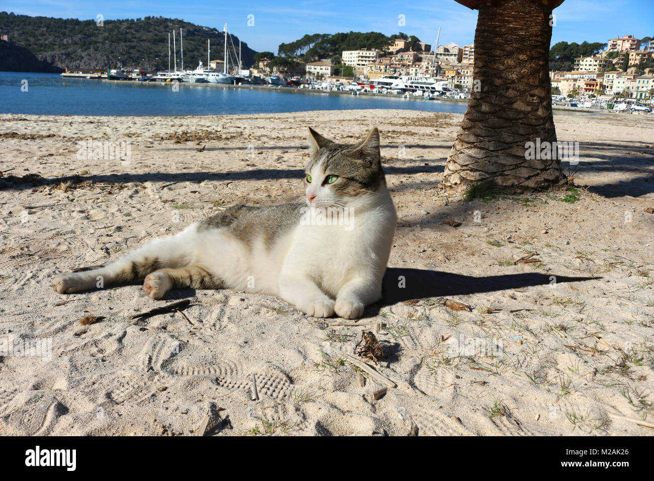 Chat domestique se trouvant à la plage de port soller Banque D'Images