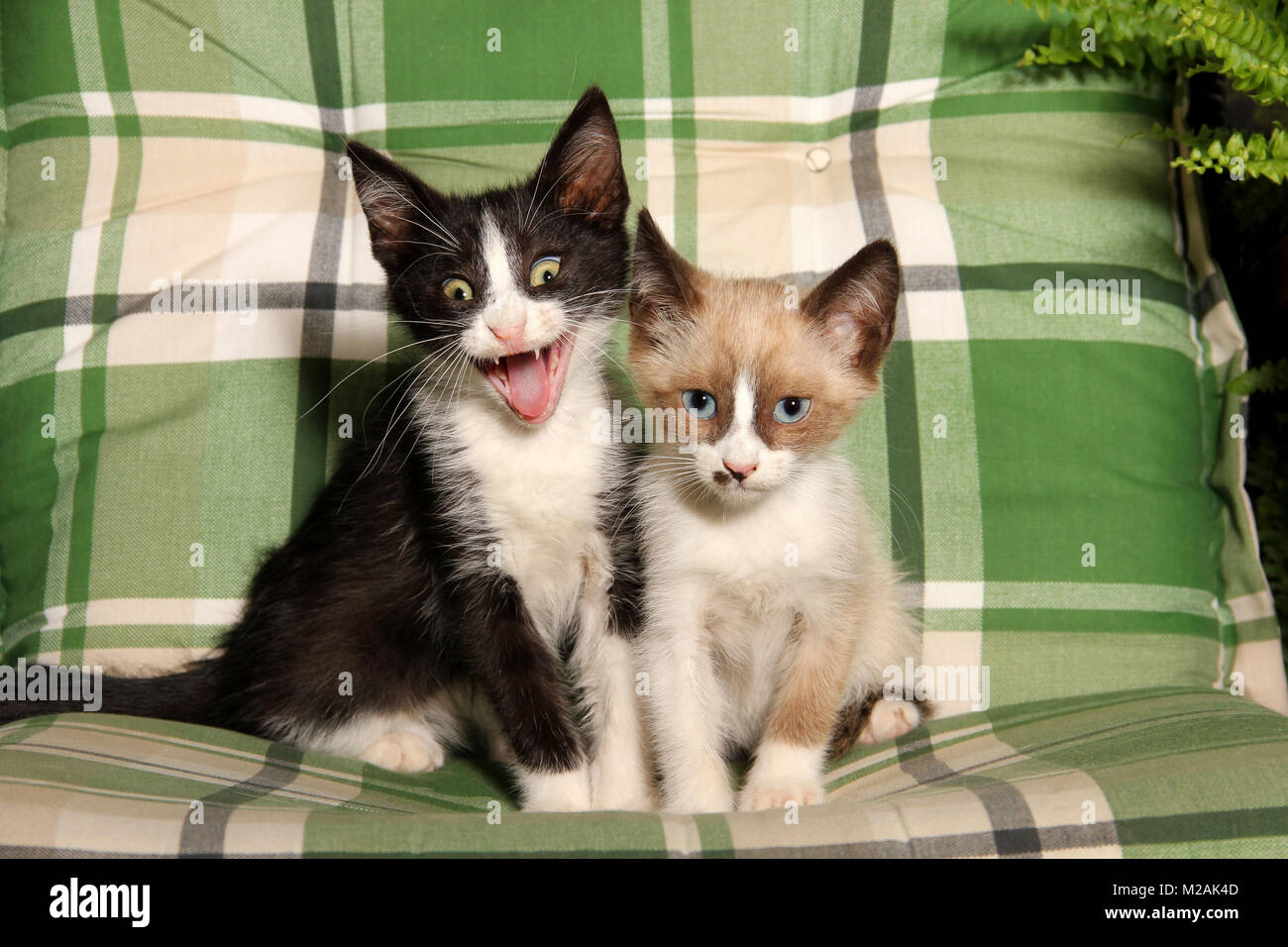 Deux chatons, noir et blanc et seal point blanc, 8 semaines, assis sur un coussin, Banque D'Images