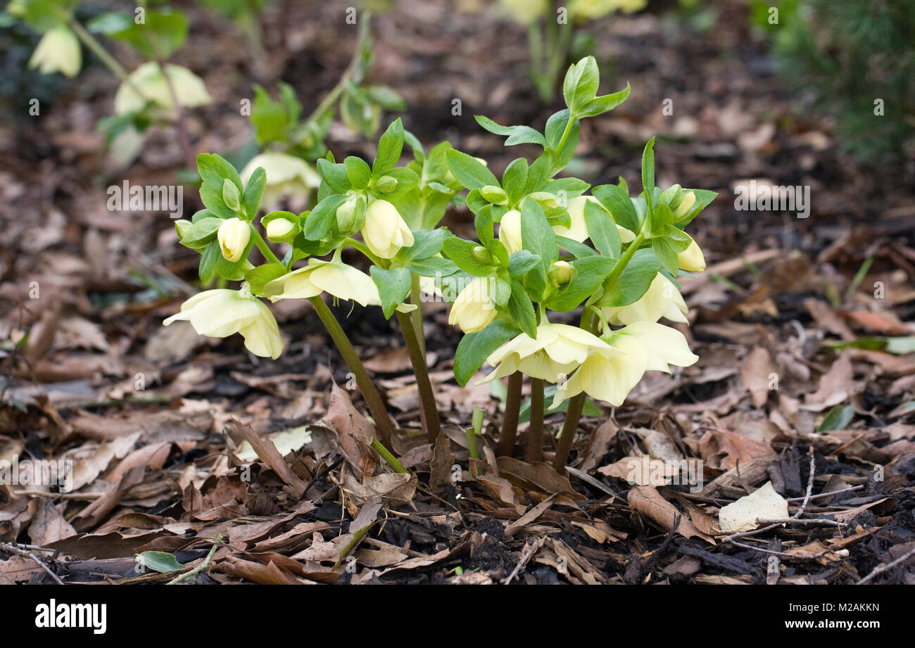 Helleborus x hybridus 'Harvington yellow' fleurs dans un jardin boisé. Banque D'Images