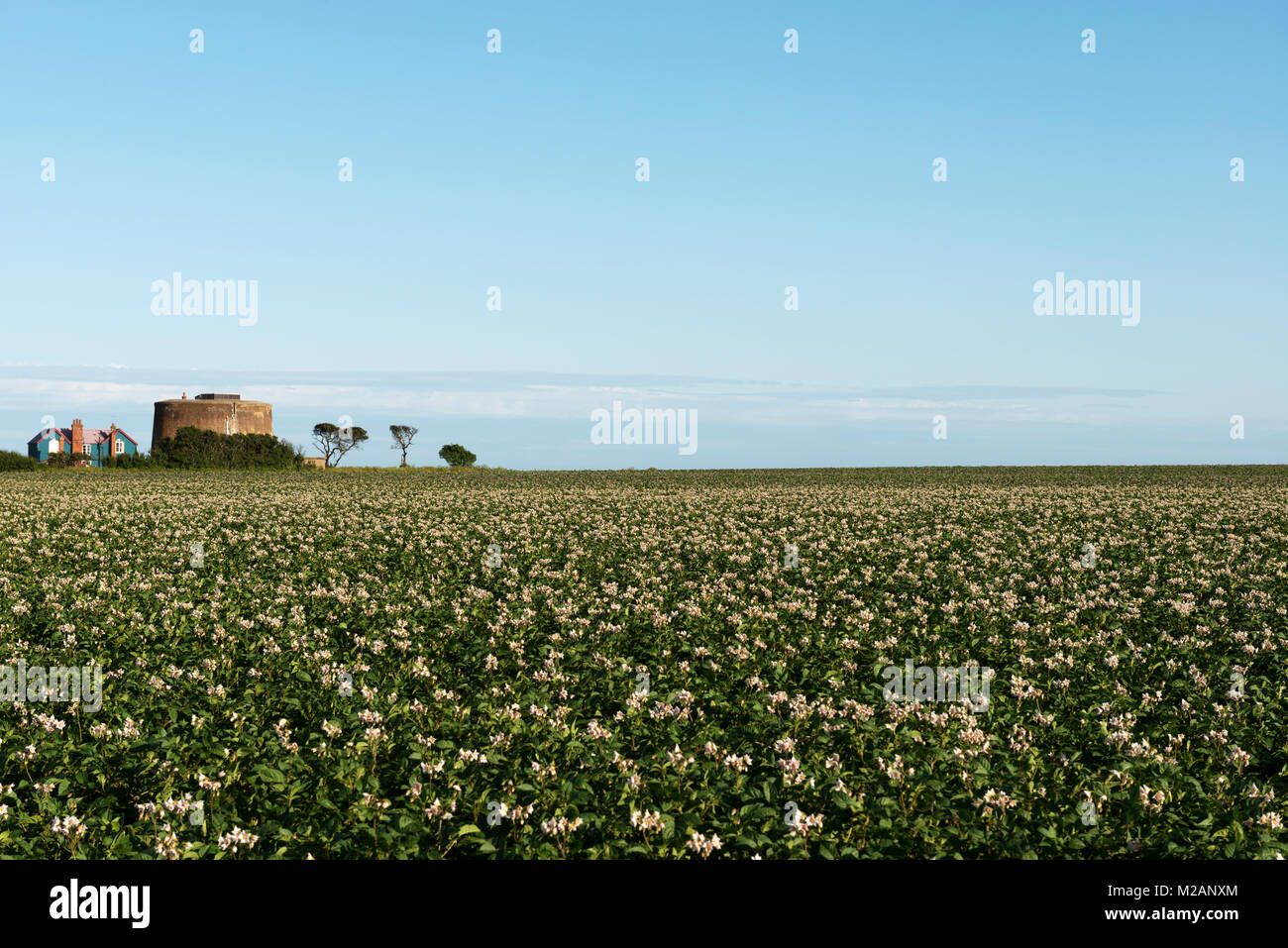 Récolte de pommes de terre en fleur, à l'Est Lane, Bawdsey, Suffolk, Angleterre. Banque D'Images