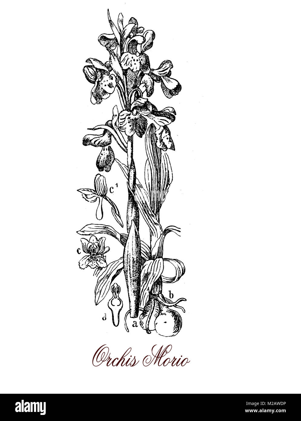 Gravure de vintage ou Anacamptis morio Orchis, orchidée décorative avec violet vert-striped flowers growing in meadow et terrain riche en calcaire Banque D'Images