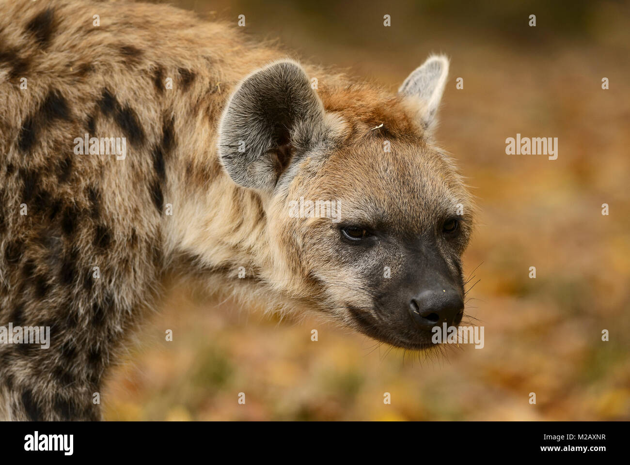 Portrait de l'Hyène tachetée - Crocuta crocuta, gros plan photo de carnivore d'Afrique. Banque D'Images