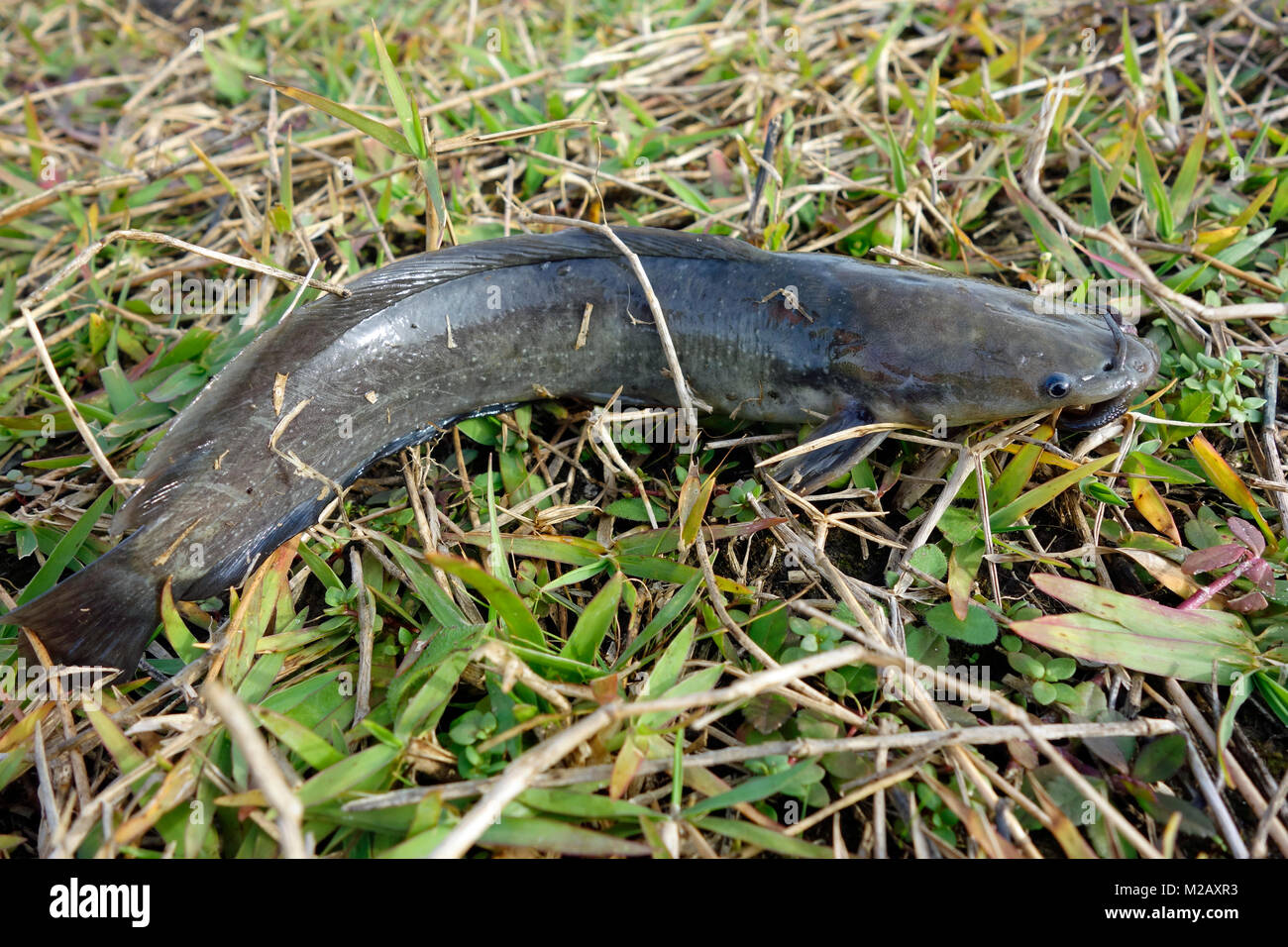 La balade du poisson-chat (Clarias batrachus) est une espèce de poisson-chat aérobie originaire d'Asie du Sud-Est. Banque D'Images