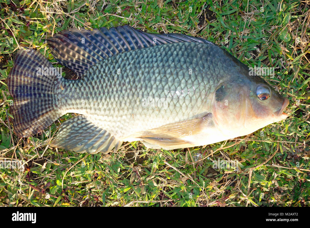 Un tilapia du Mozambique (Oreochromis mossambicus) un poisson cichlidé