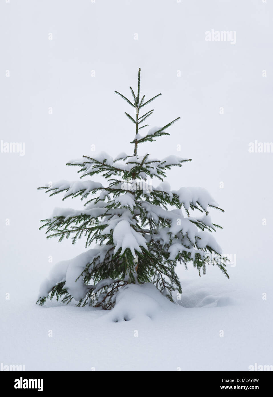 Seul arbre pin recouvert de neige en hiver Banque D'Images