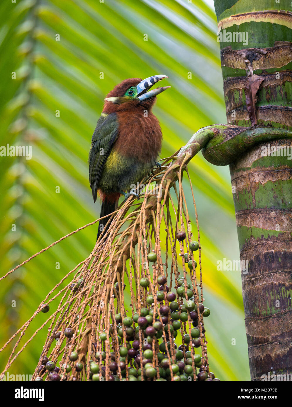 Un Toucanet à bec Spot (Selenidera maculirostris) sur un Palmito arbre dans la Forêt Tropicale Atlantique Banque D'Images