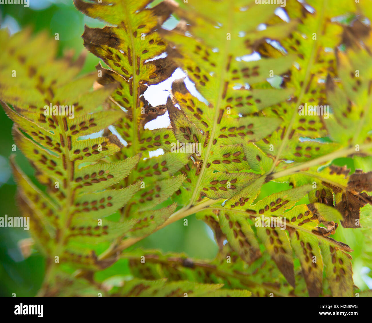 Vue rapprochée de la face inférieure des feuilles de fougère en hiver, jaunissement des feuilles, les spores visibles. Banque D'Images