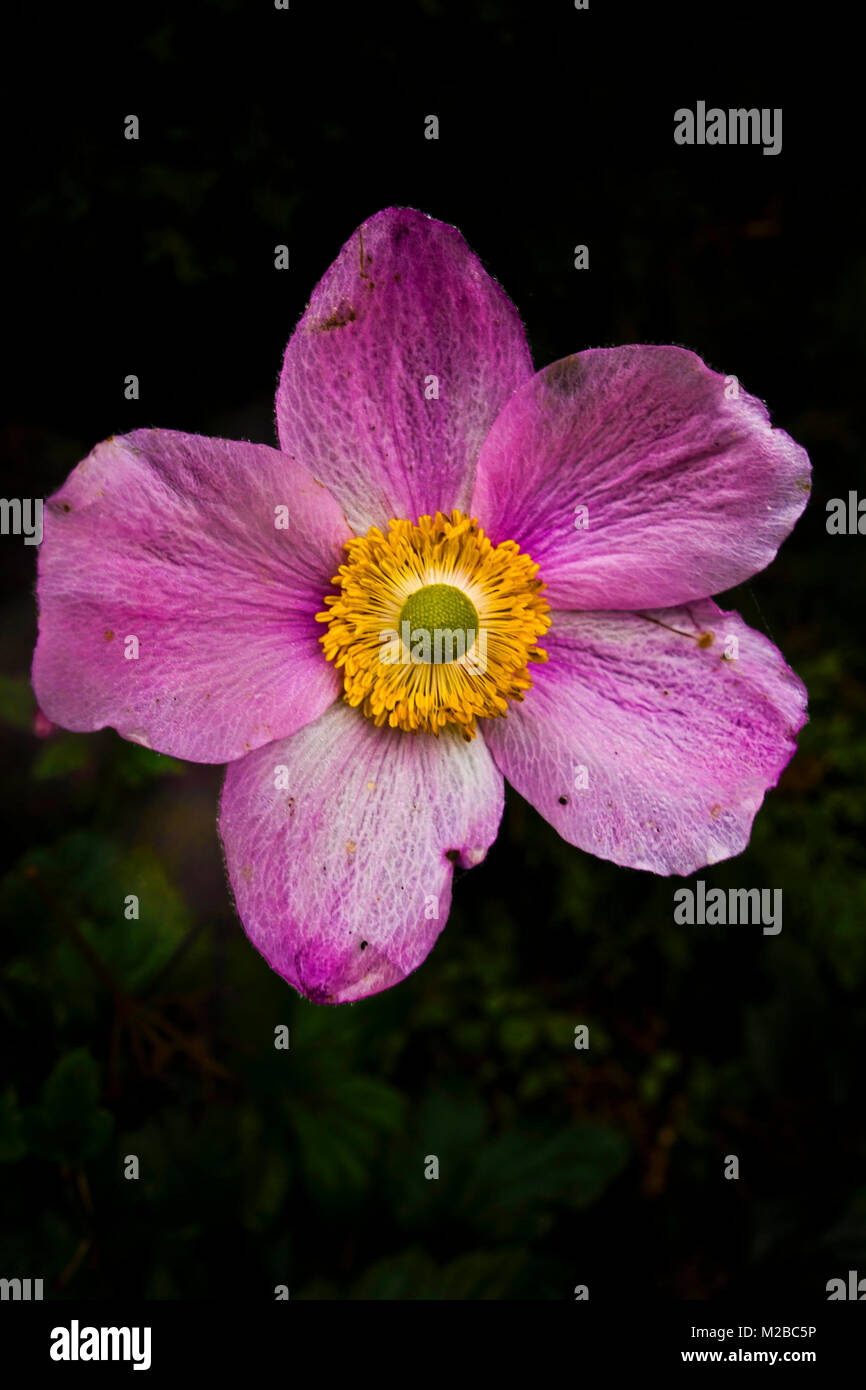 Anemone hupehensis rose fleur de la famille des Ranunculaceae, également appelé windflower dans l'usage courant Banque D'Images