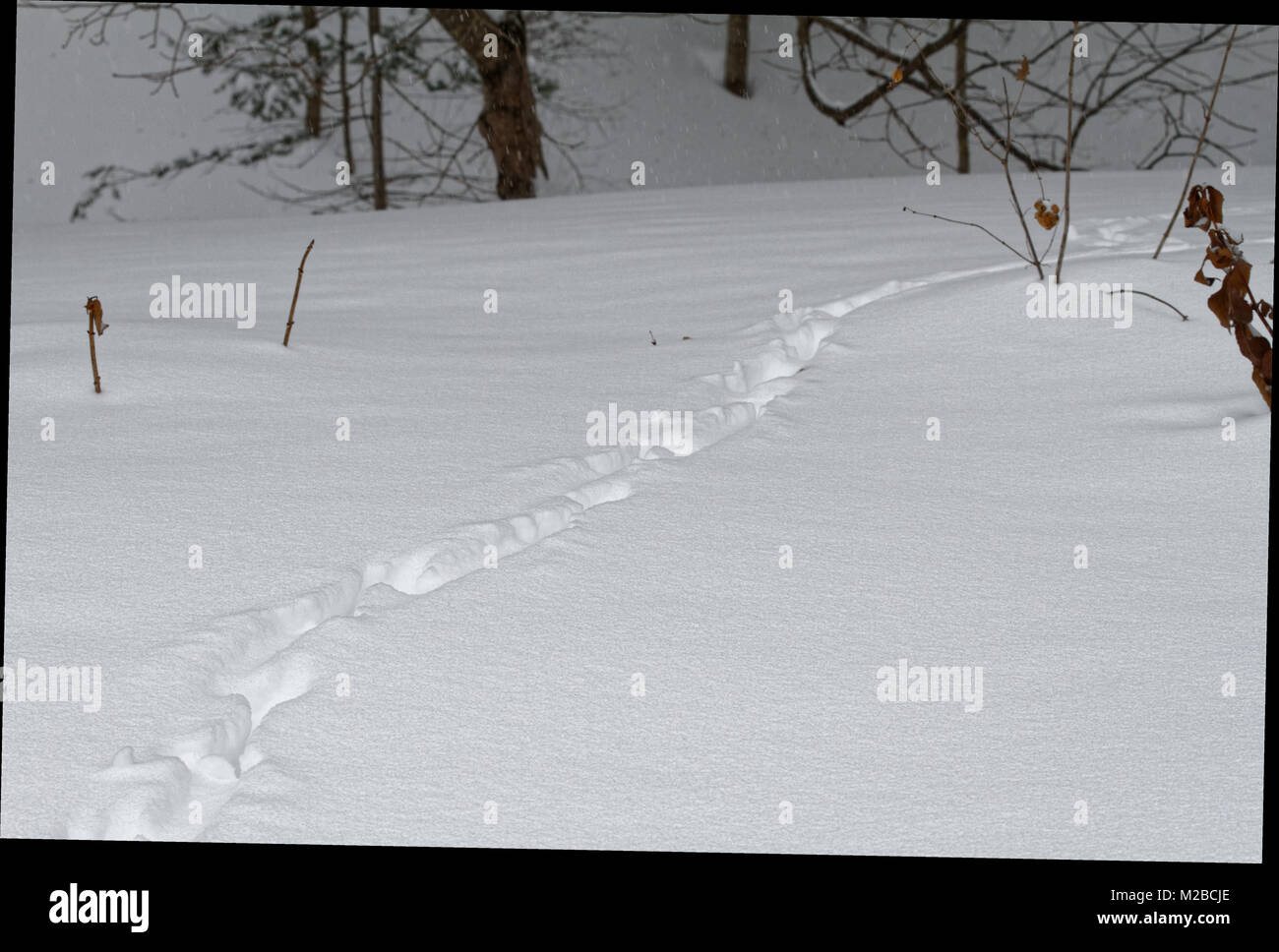 Des traces dans la neige au Québec,Canada Banque D'Images