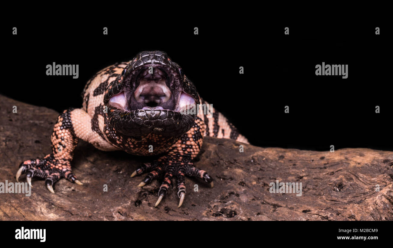 Heloderma suspectum cinctum / Gila monster Banque D'Images