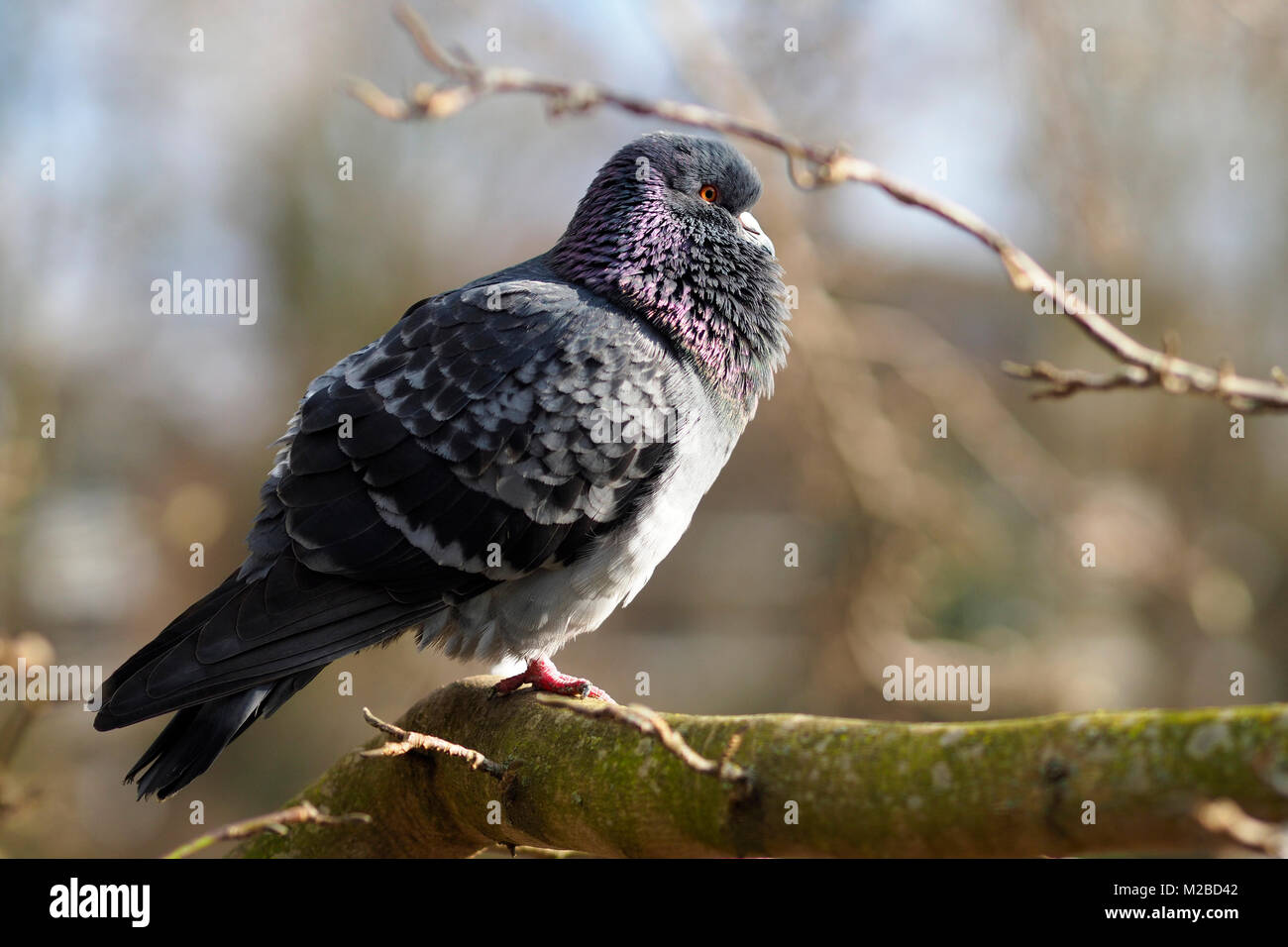 Pigeon sauvage Banque D'Images