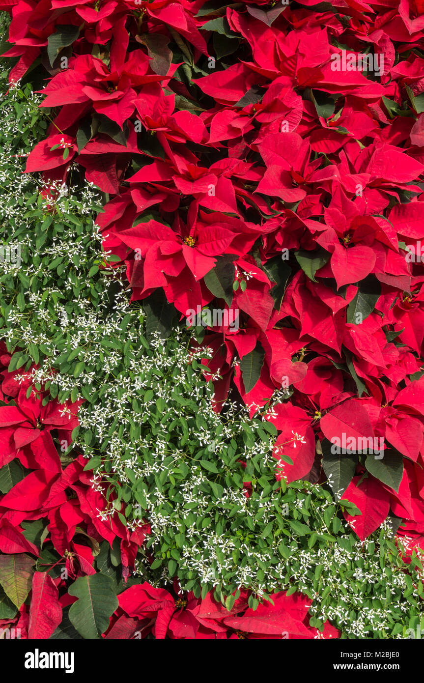 PORTUGAL Madère Madère poinsettia rouge fleurs rouges dans un écran de fleurs de noël Banque D'Images