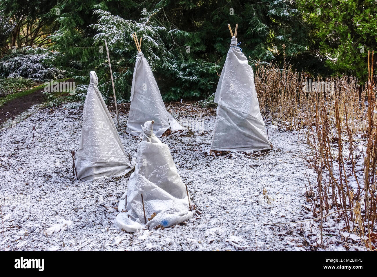 La toile horticole protège les plantes contre le gel et le gel hivernal dans un jardin, et les plantes de protection hivernales couvertes Banque D'Images