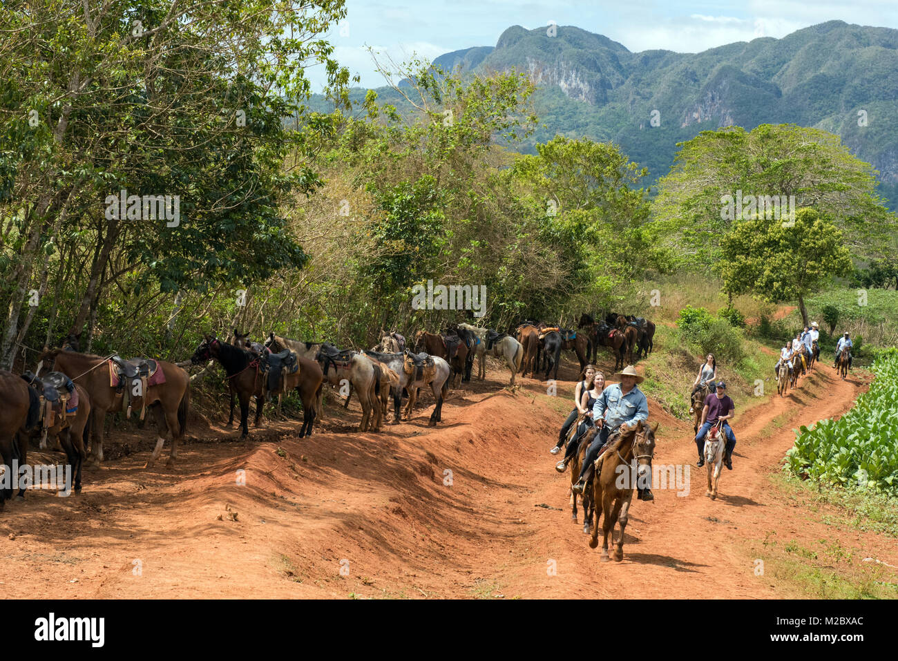 Les touristes et leur guide l'équitation dans la vallée de Vinales, Pinar del Rio , Cuba Banque D'Images