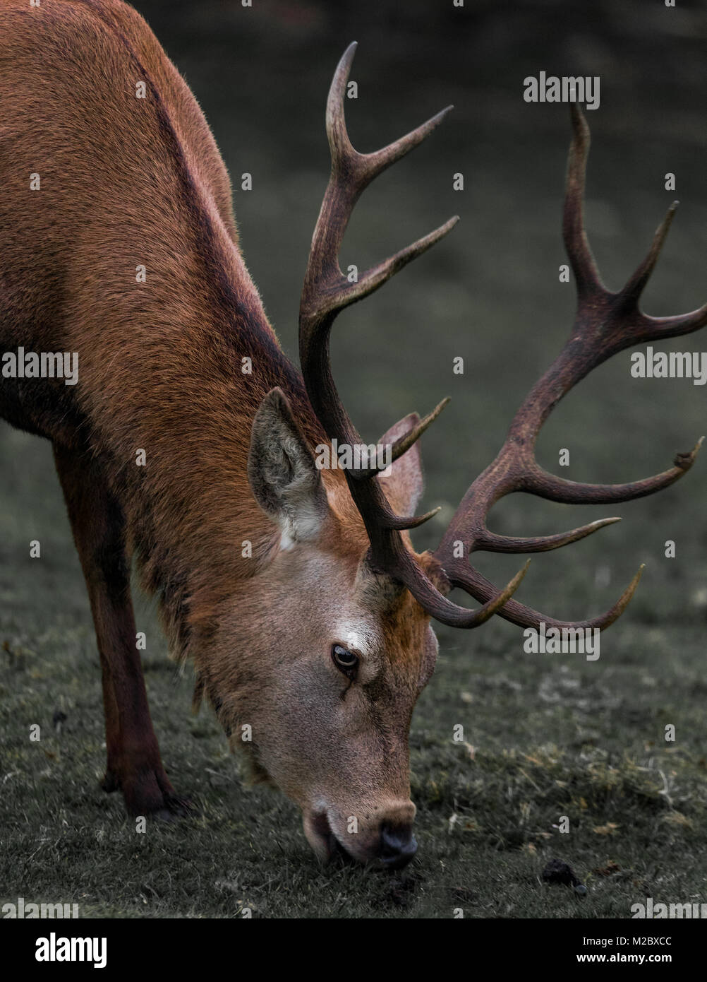 Un gros plan d'une Red Deer Stag avec grand panache se nourrissant d'herbe d'hiver. Banque D'Images