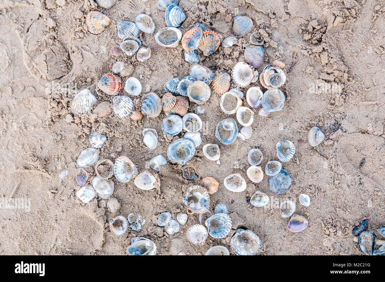 Poignée de coquillages sur la plage, Delta de l'Ebre, en Catalogne, Espagne Banque D'Images