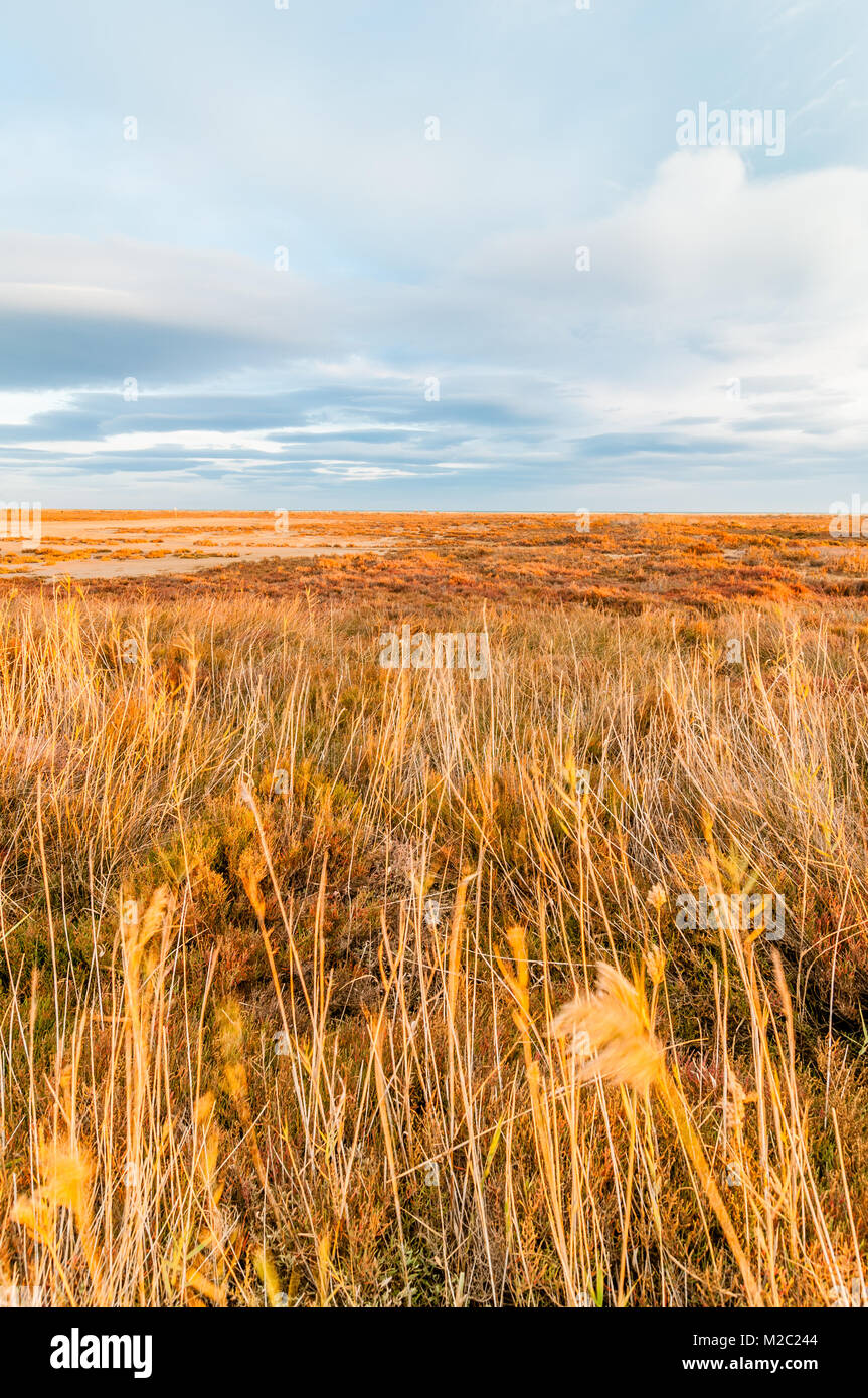 Roseau commun dans le premier plan avec le ciel avec nuages, Delta de l'Ebre, en Catalogne, Espagne Banque D'Images