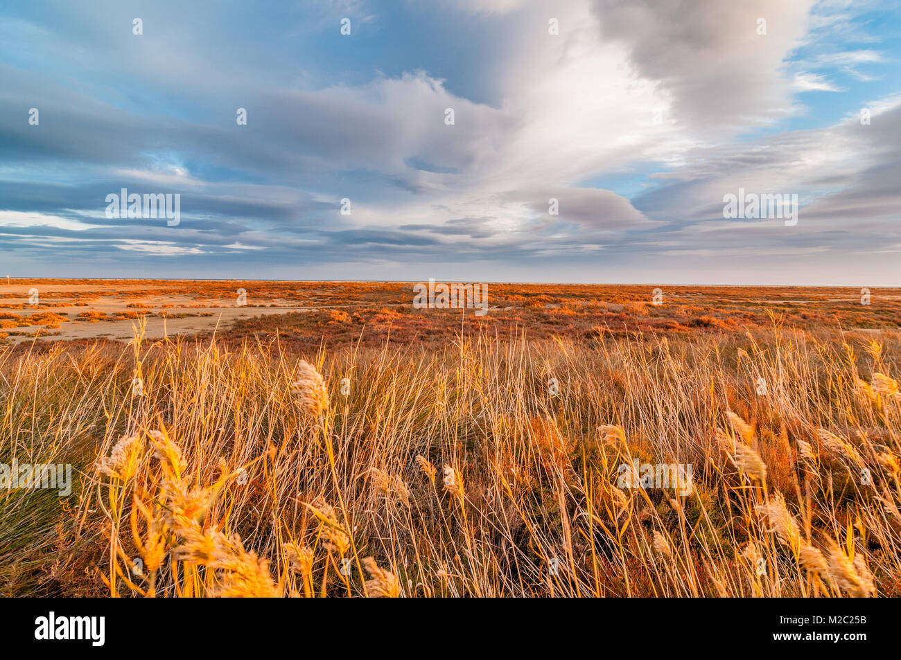 Roseau commun dans le premier plan avec le ciel avec nuages, Delta de l'Ebre, en Catalogne, Espagne Banque D'Images