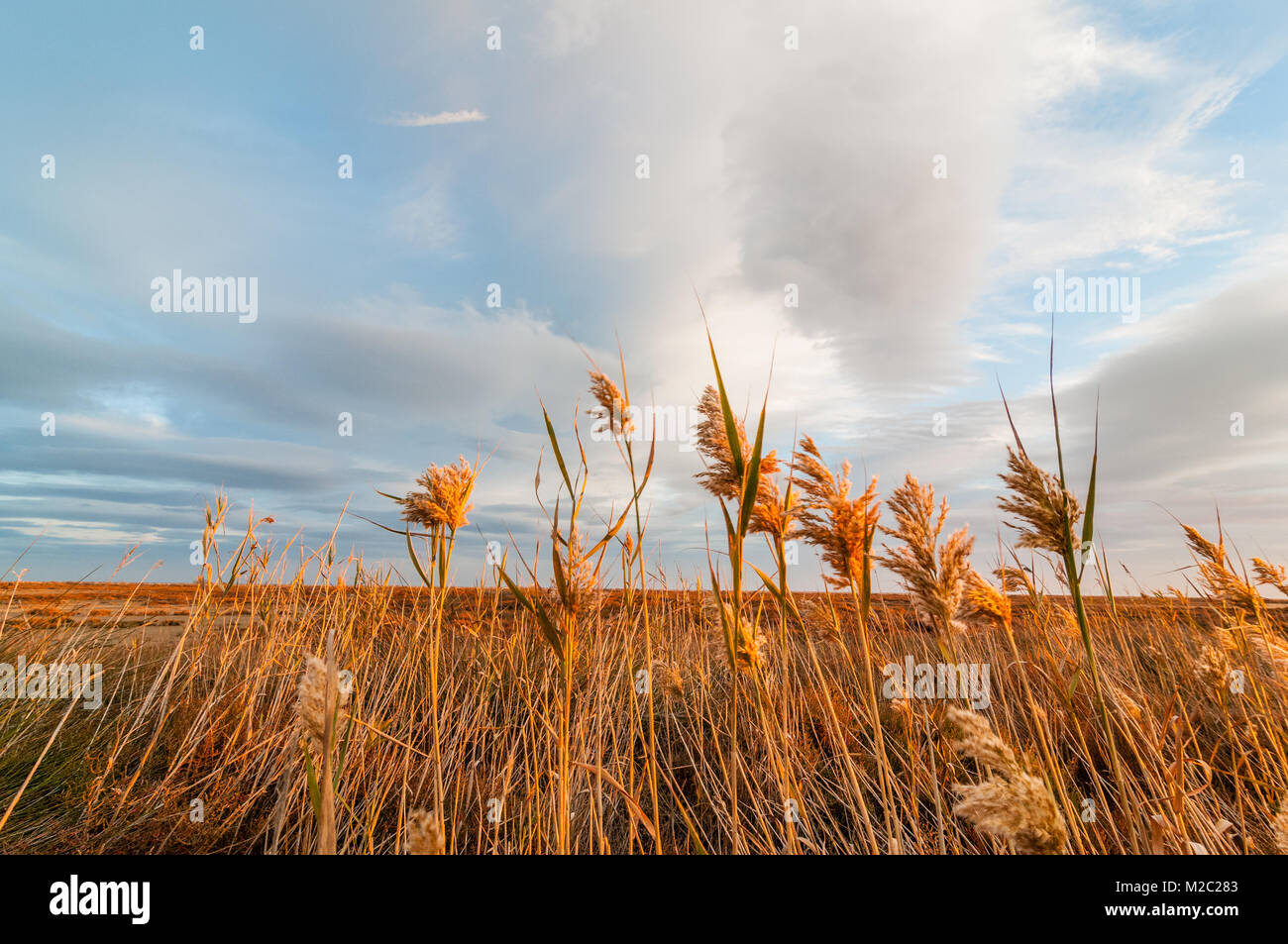 Roseau commun dans le premier plan avec le ciel avec nuages, Delta de l'Ebre, en Catalogne, Espagne Banque D'Images