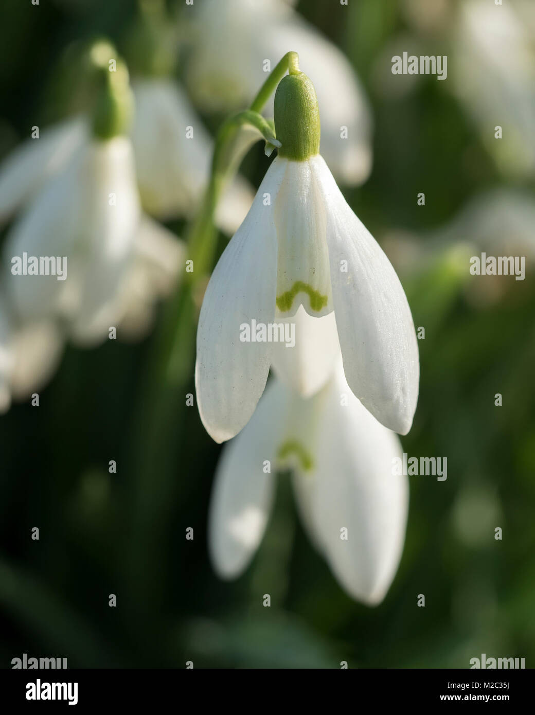 La photo en gros plan de fleur perce-neige (Galanthus nivalis) dans le comté de Tipperary, en Irlande. Banque D'Images