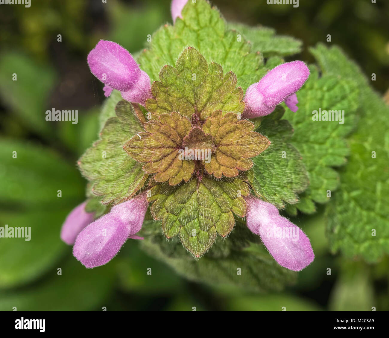 Vue du haut vers le bas de la Dead-Nettle Lamium purpureum (fleurs sauvages) montrant les fleurs violettes et les feuilles velues. Tipperary, Irlande Banque D'Images