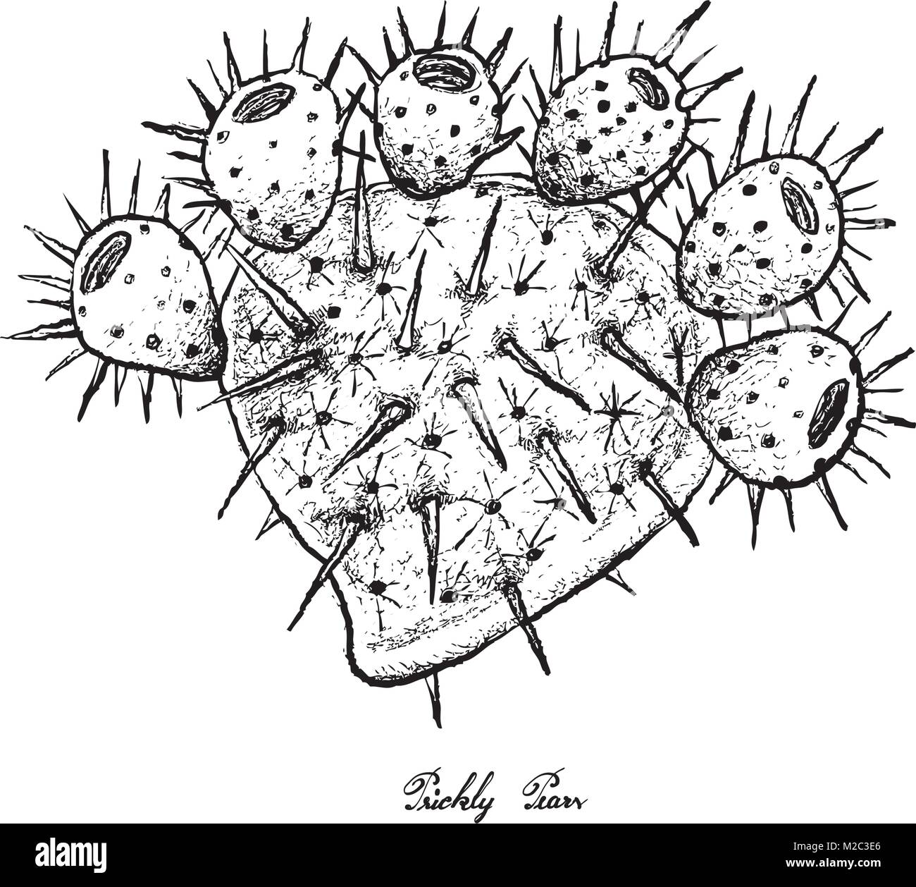 Fruits tropicaux, Illustration de l'esquisse dessinée à la main doux et mûrs le figuier de Barbarie ou Opuntia figuier indien Fruits isolé sur fond blanc. Illustration de Vecteur