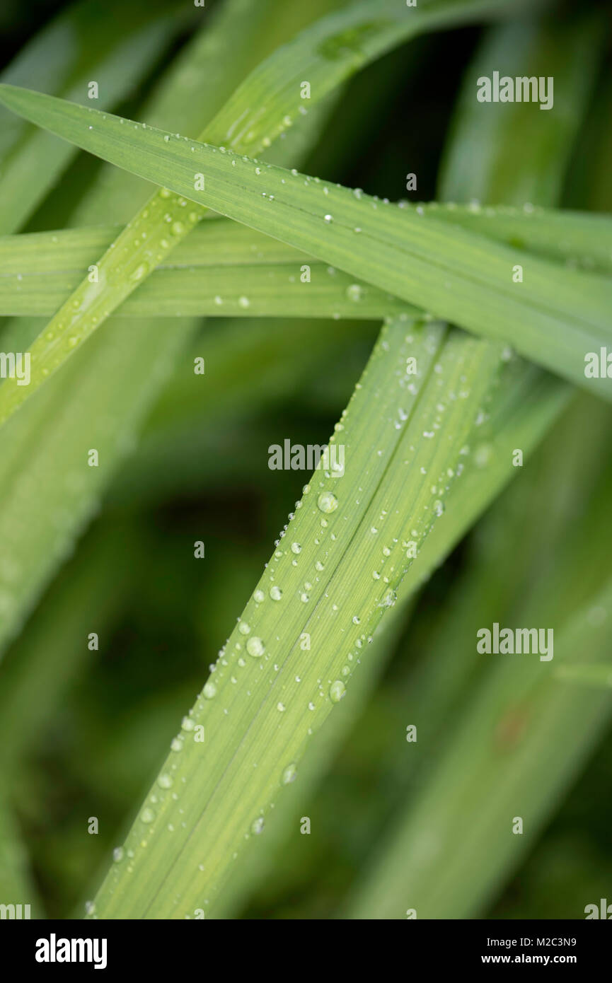 Close up de brins d'herbe après la pluie Banque D'Images