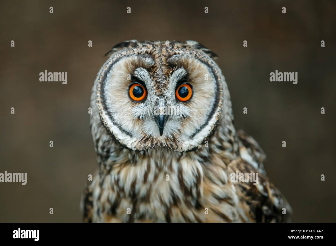 Un bref portrait du Hibou des marais Banque D'Images