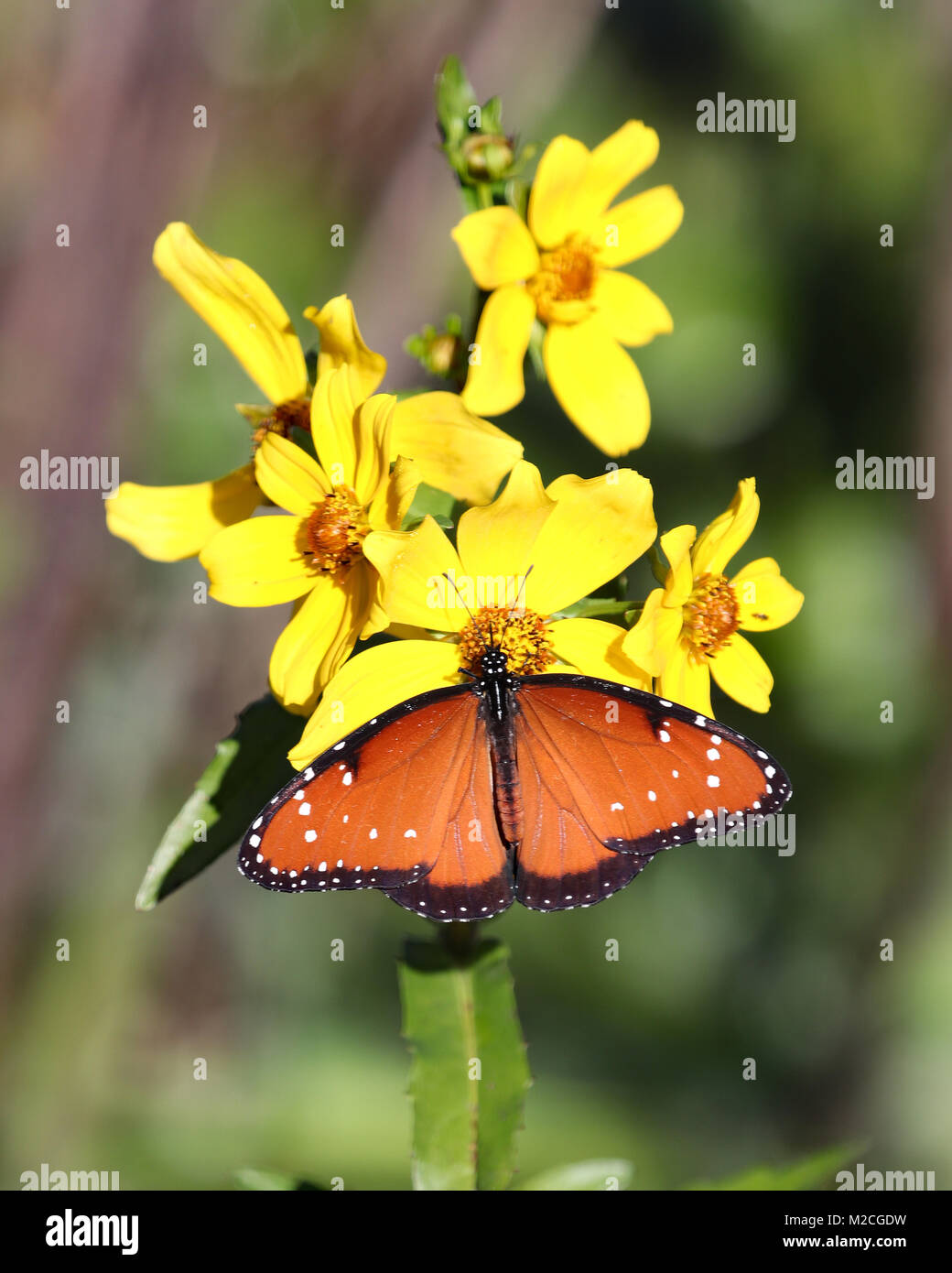 Reine papillon avec ailes ouvertes sur une grappe de fleurs jaunes Banque D'Images