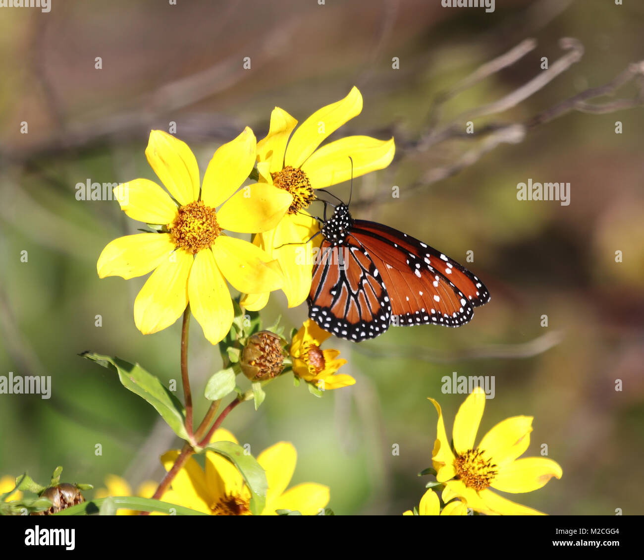 Un papillon Reine montrant le dessous de ses ailes qu'il atterrit sur le jaune vif des fleurs sauvages. Banque D'Images