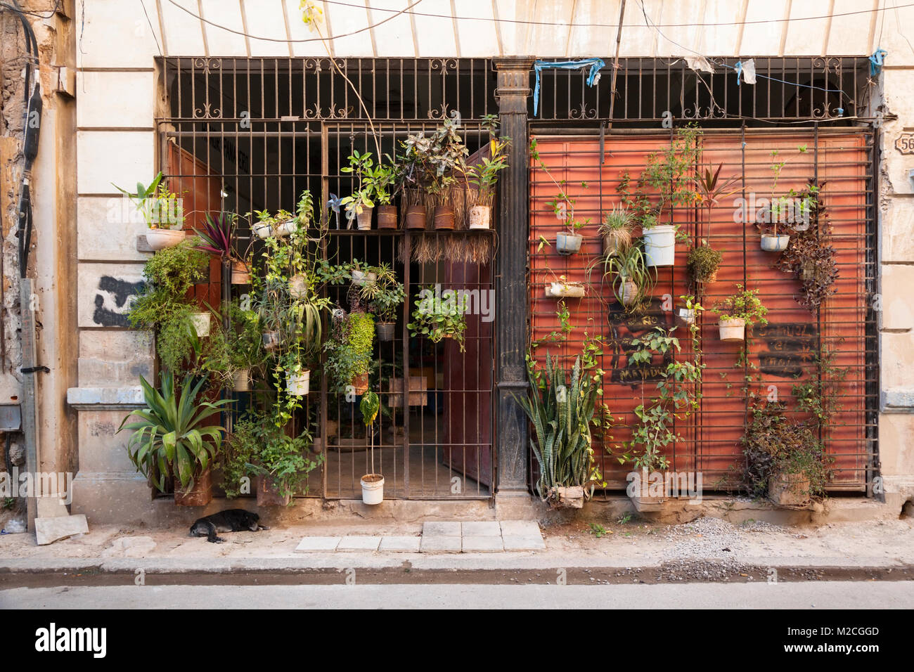 La pendaison de plantes en face de la maison de quelqu'un, à La Havane, Cuba. Banque D'Images