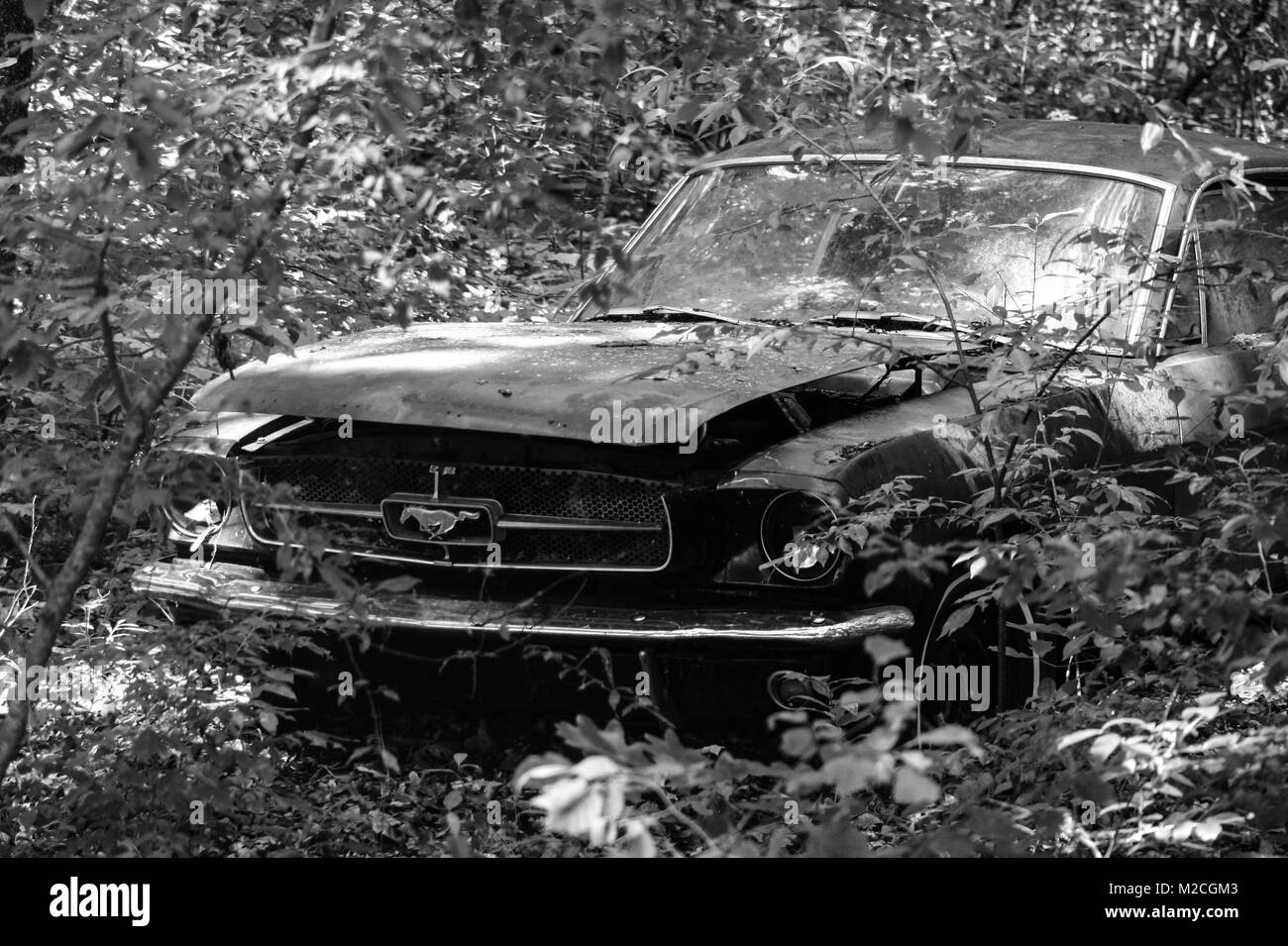 1966 Ford Mustang Fastback à abandonner sont boisées sur une ferme. Banque D'Images