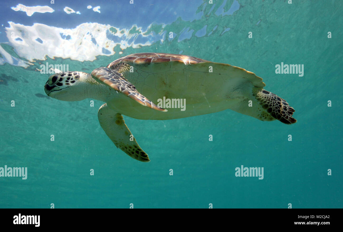 Une tortue de mer flotte près de la surface de l'eau à Maho Beach sur l'île de Saint John dans les îles Vierges américaines. Banque D'Images