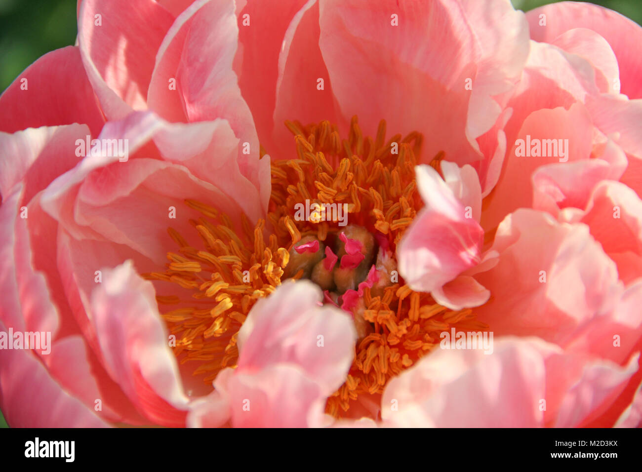 Grande fleur de pivoine Head Beautiy Portrait Banque D'Images