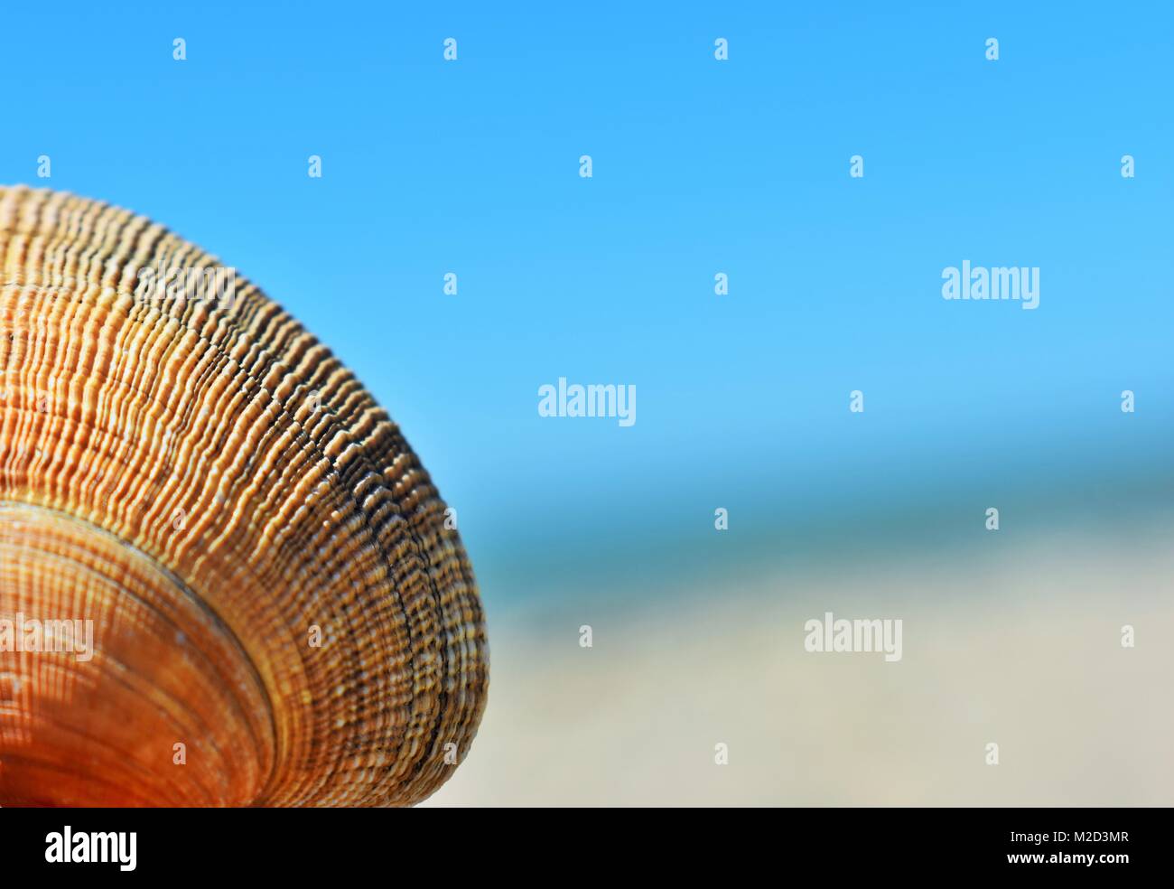 Coquillage Orange avec arrière-plan flou à Ventura en Californie State Beach Banque D'Images