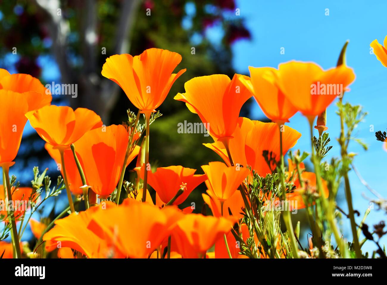 Coquelicots de Californie orange dans la région de Antelope Valley, Californie Banque D'Images