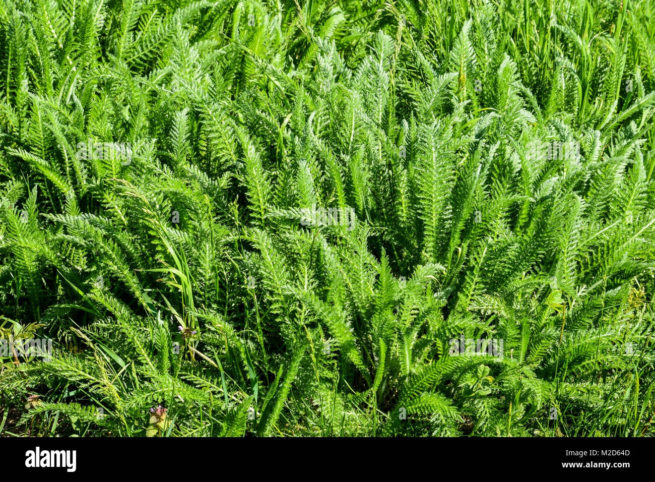 L'Achillea millefolia les pousses du printemps et les feuilles d'un jeune plant Banque D'Images