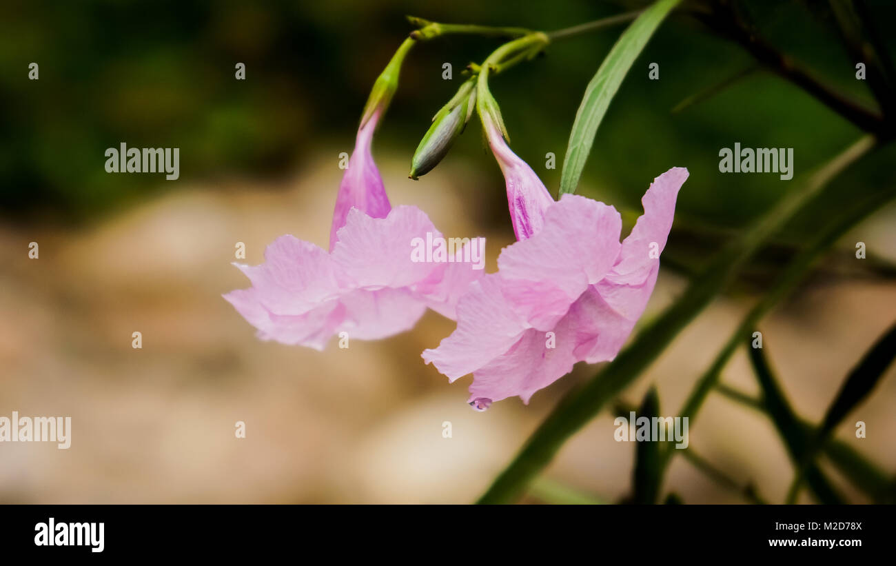 Close up of Zephyranthes lily Banque D'Images