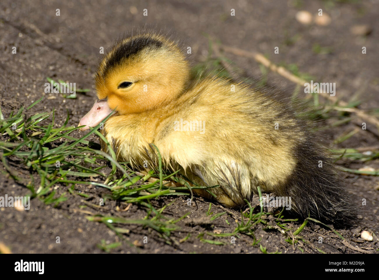 Petit Canard De Barbarie Photo Stock Alamy