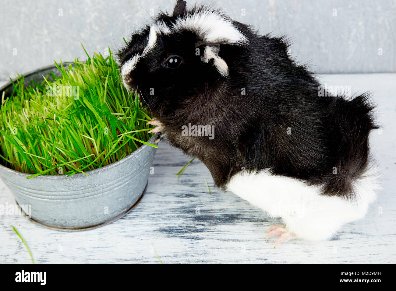 Blacck cochon près de vase avec de l'herbe fraîche. Foto Studio. Banque D'Images