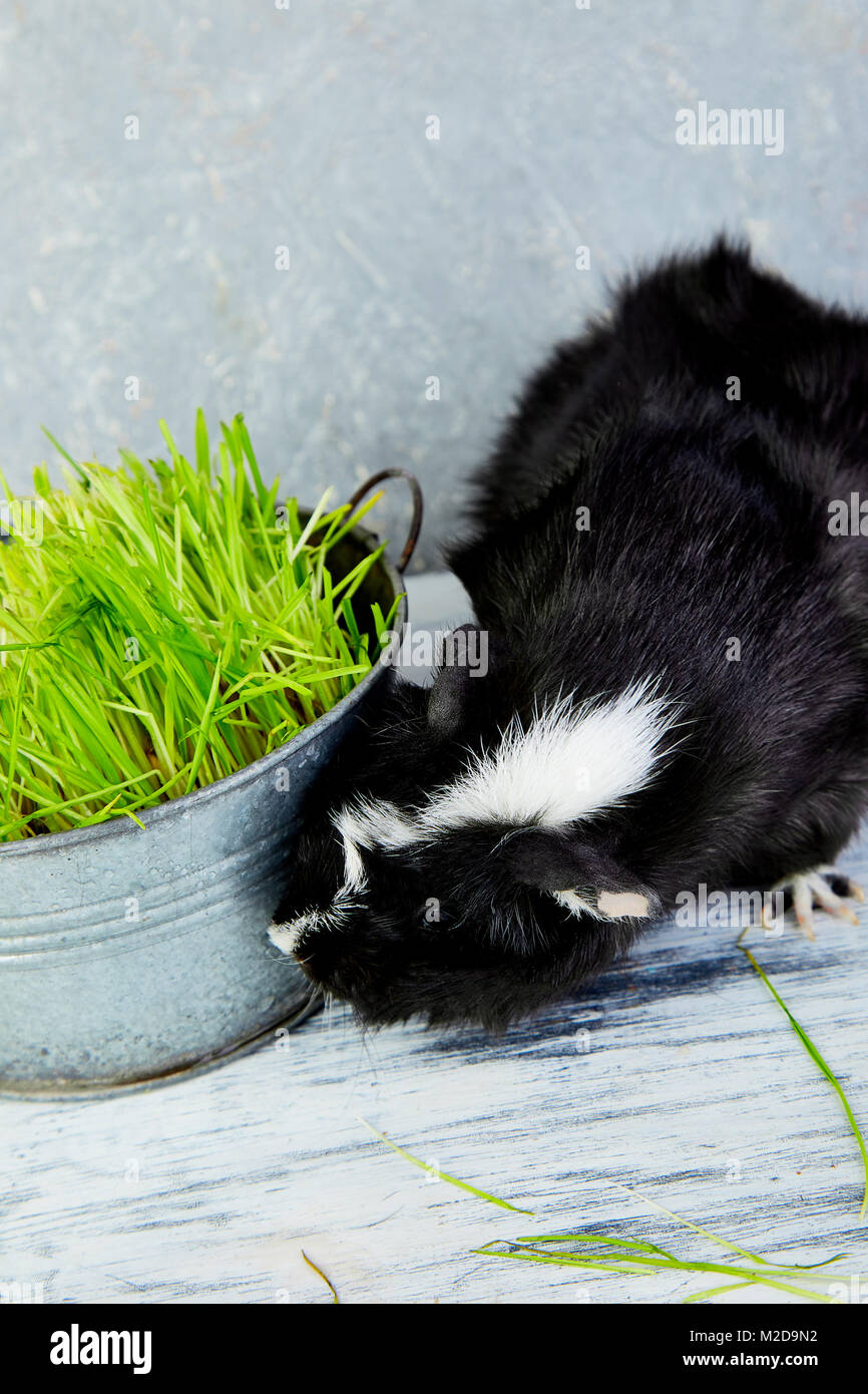 Blacck cochon près de vase avec de l'herbe fraîche. Foto Studio. Banque D'Images