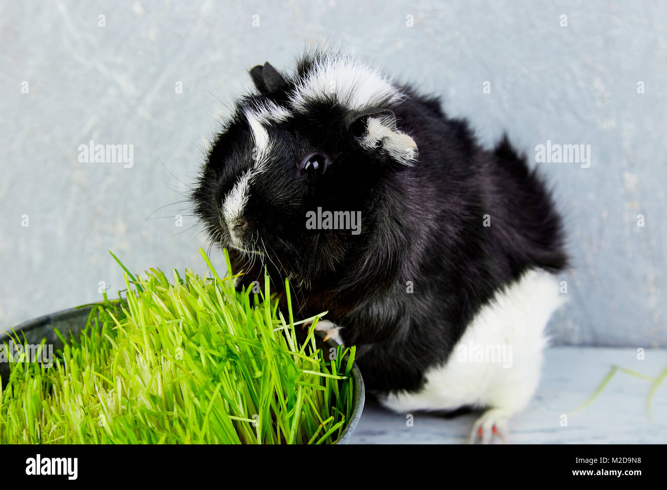 Blacck cochon près de vase avec de l'herbe fraîche. Foto Studio. Banque D'Images