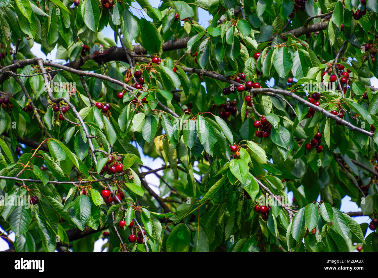 Sweet Cherry ripe. Banque D'Images