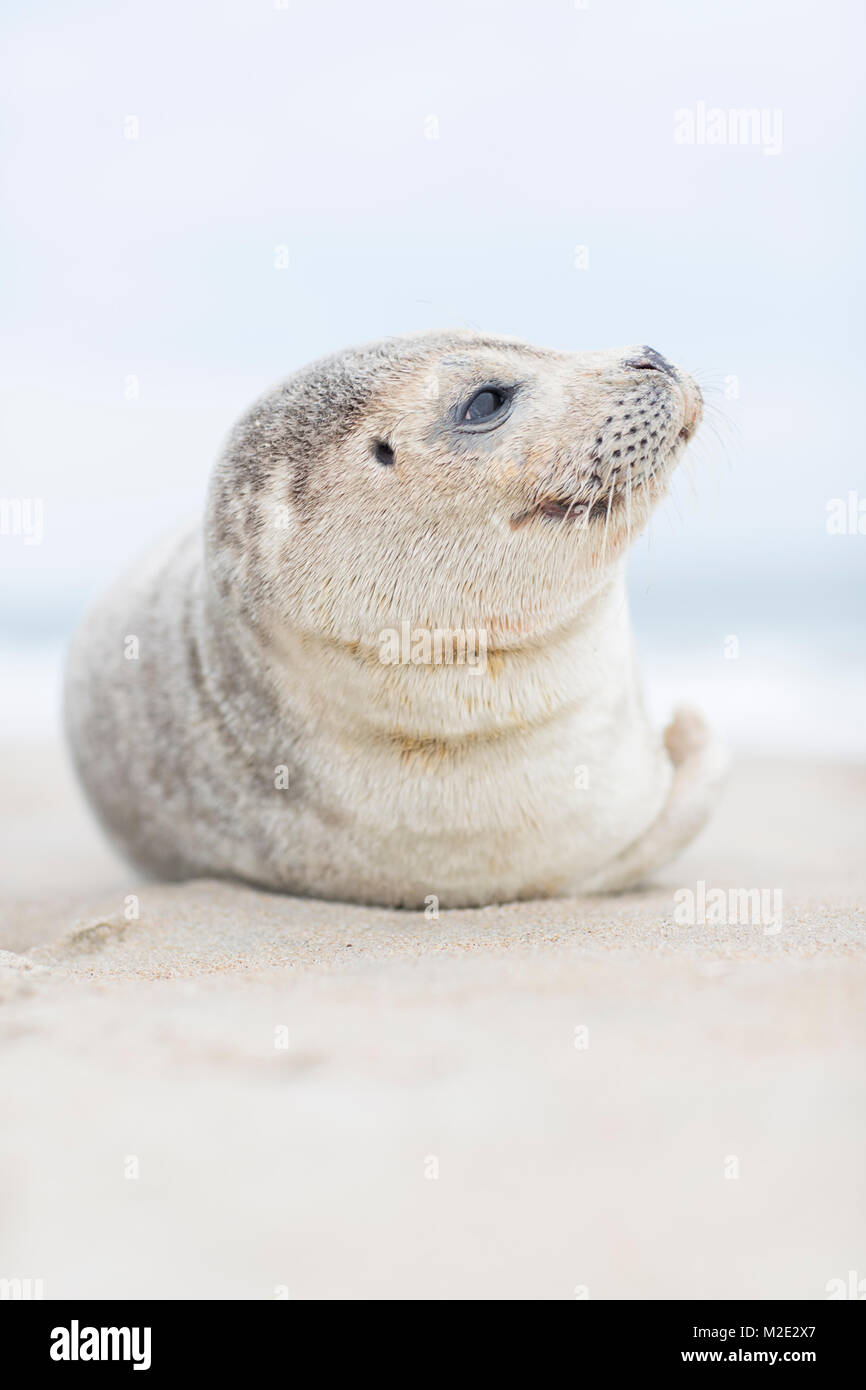 Chillin sur la plage Banque D'Images