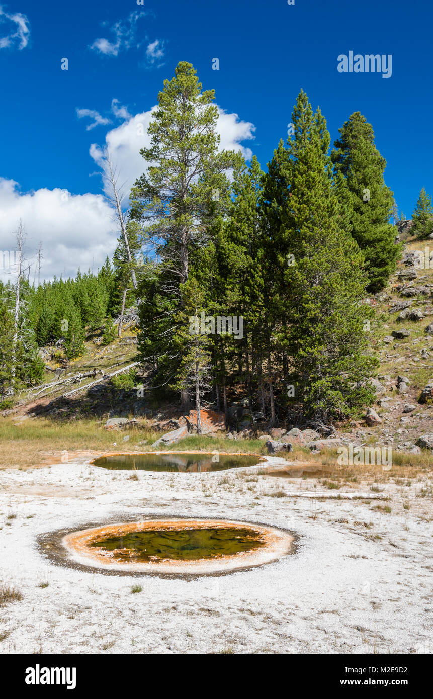 Geyser économique est nommé pour sa capacité à récupérer la quasi-totalité de l'eau qu'elle expulse pendant une éruption. Le Parc National de Yellowstone, Wyoming, USA Banque D'Images
