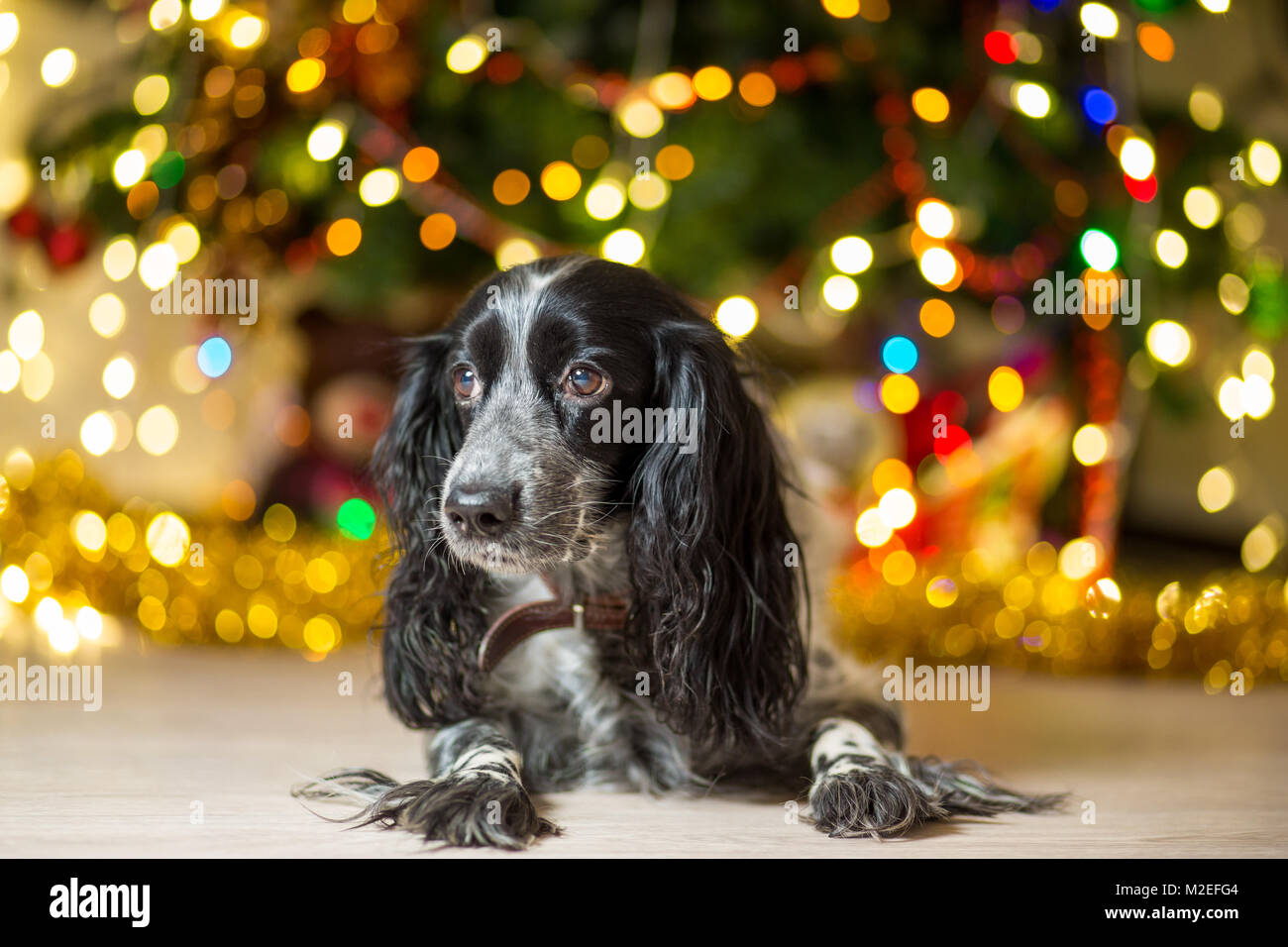 Spaniel chien près d'un arbre de Noël avec des guirlandes Banque D'Images