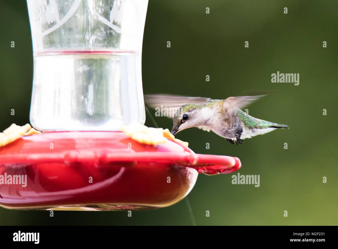 Ruby-Throated belle alimentation Hummingbird en vol. Banque D'Images