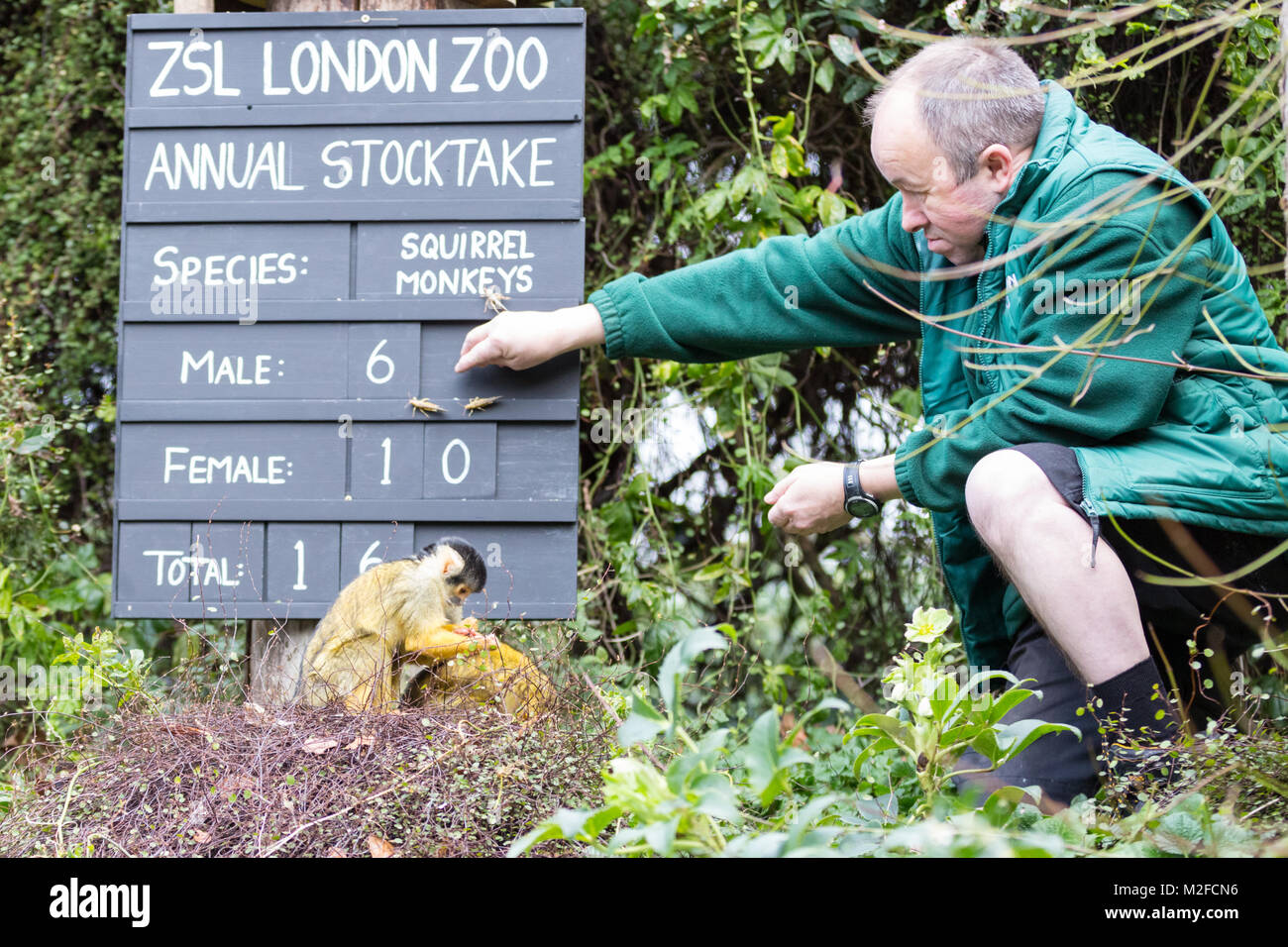 Regent's Park, Londres, 7 février 2018. Keeper Tony essaye de garder le singe écureuil gang à vérifier. Au zoo ZSL London Zoo prêt leurs planchettes, calculatrices, appareils photo - comme ils se préparent à compter les animaux au Zoo's stock annuel prendre. La garde de plus de 700 espèces différentes, ZSL keepers font face à la tâche difficile de dénombrer tous les mammifères, d'oiseaux, reptiles, poissons et invertébrés au Zoo. Banque D'Images